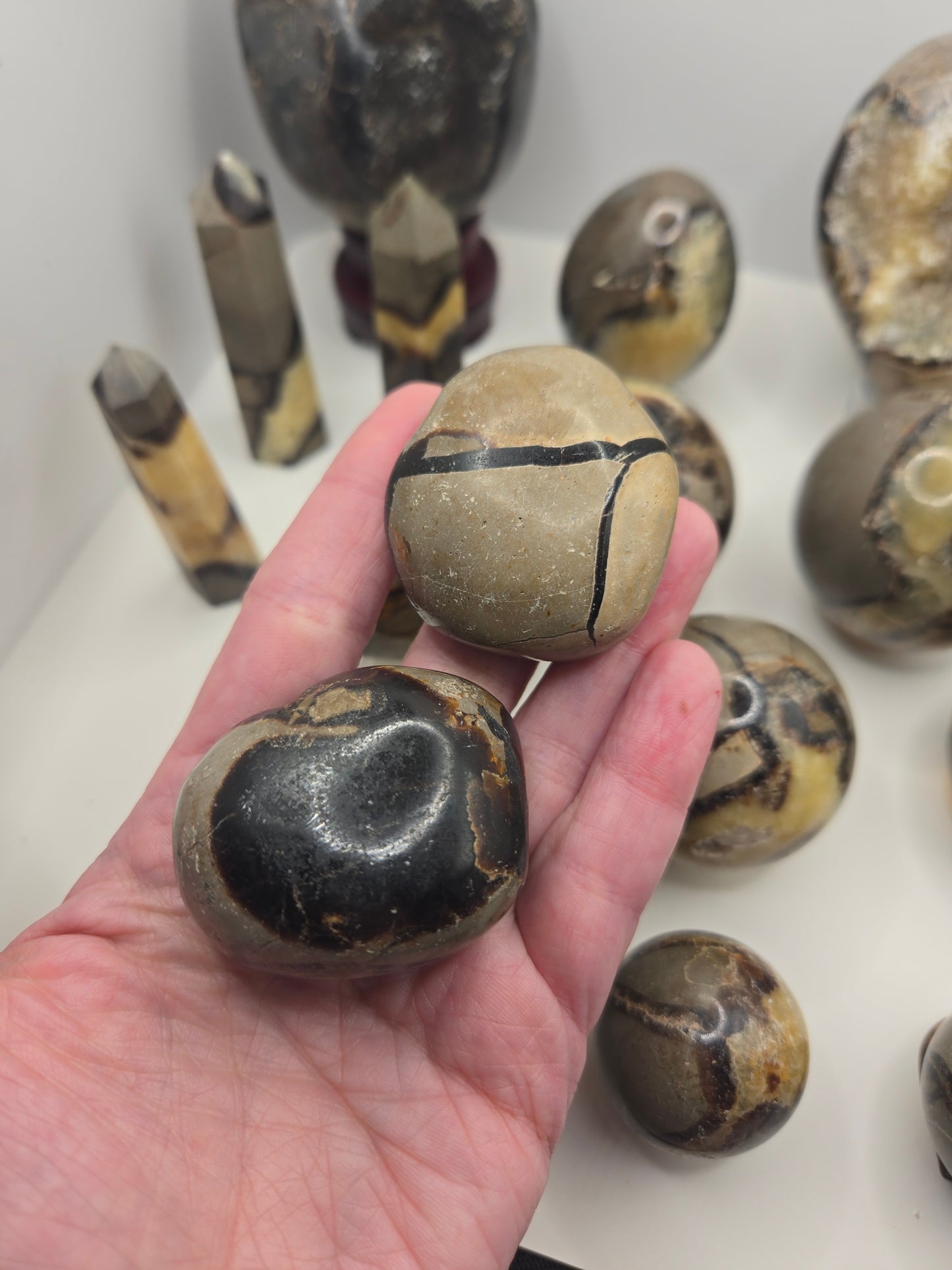 Septarian Collection