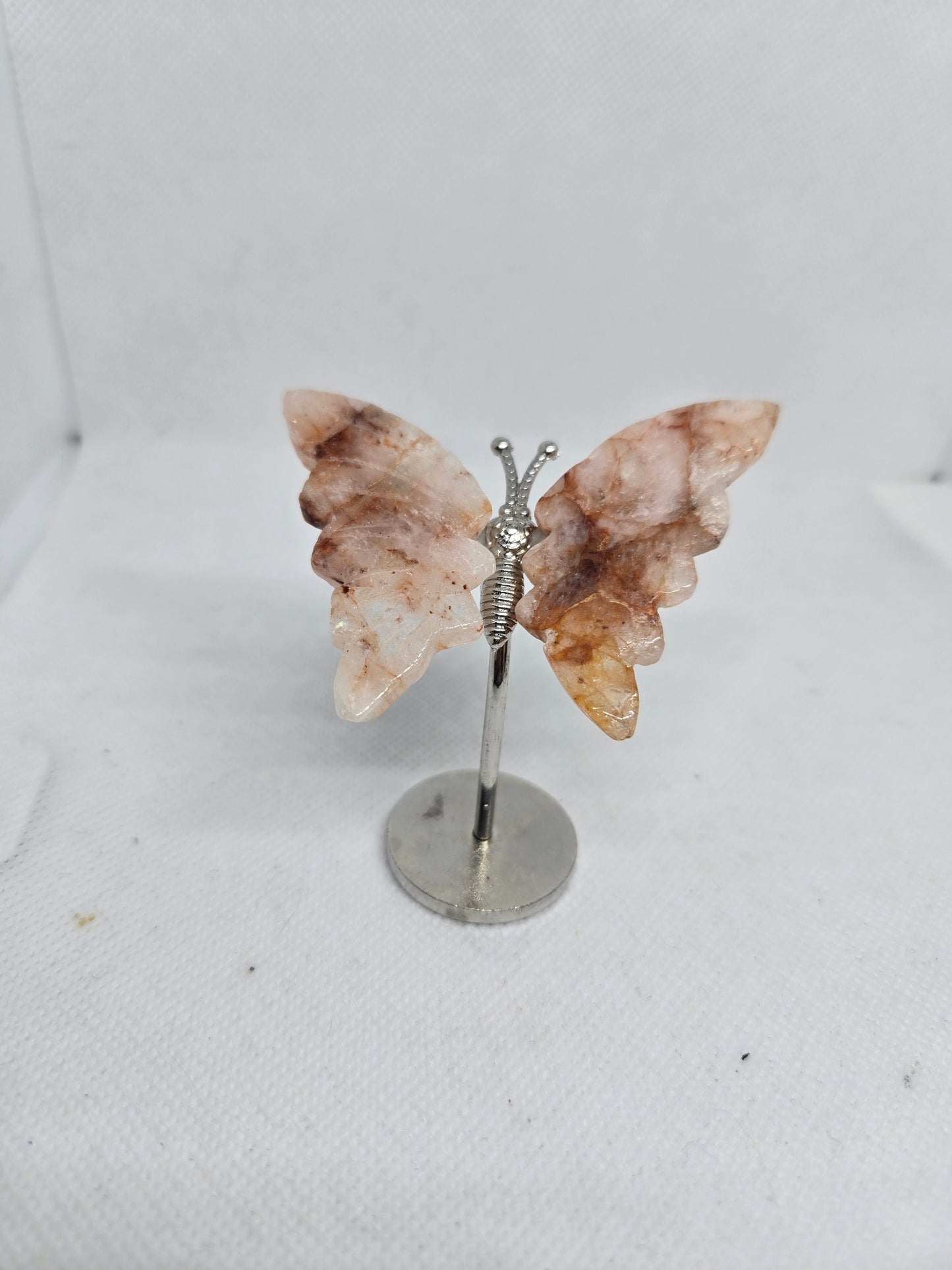 Butterflies and Dragon Fly