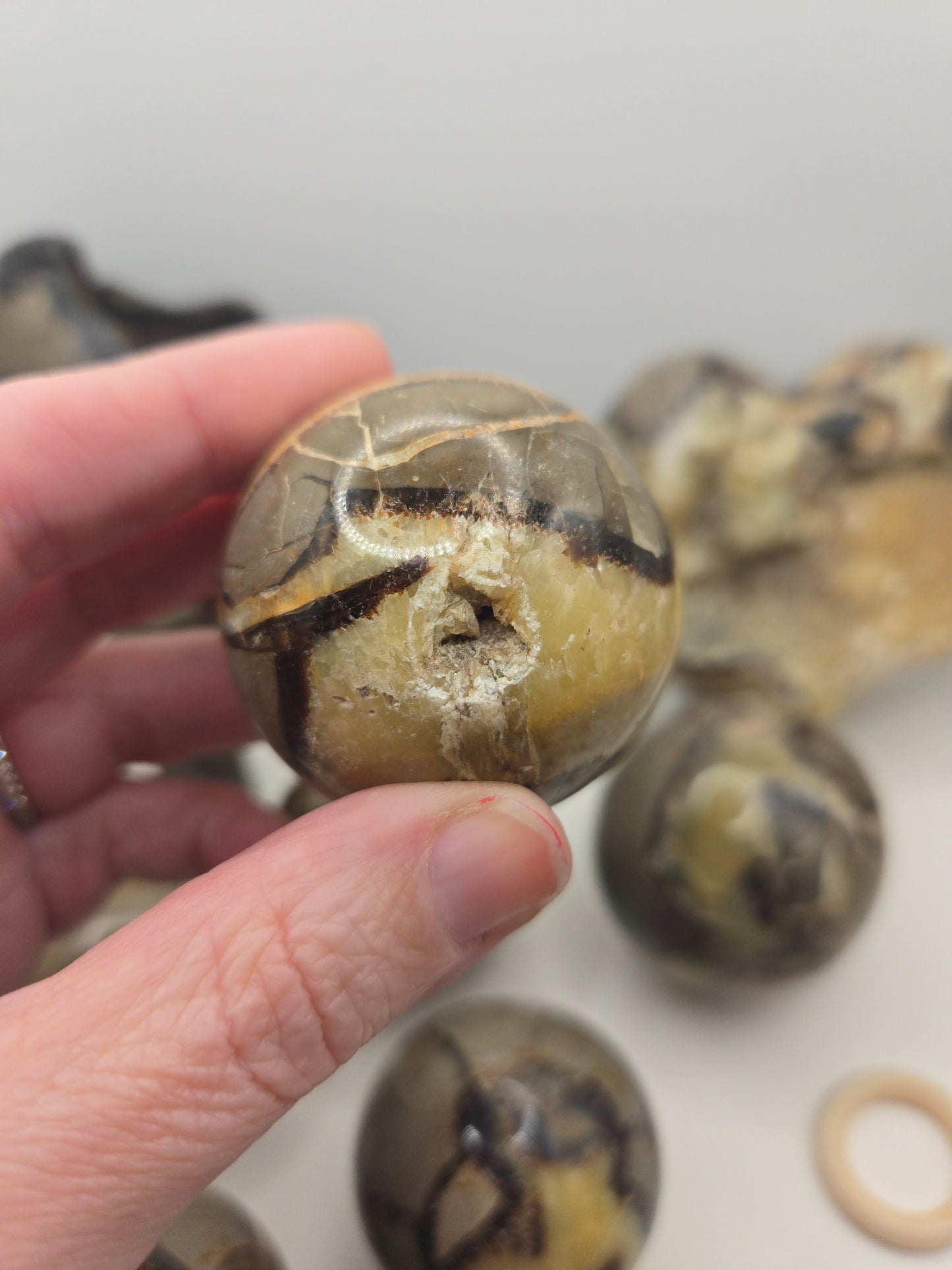 Septarian Collection