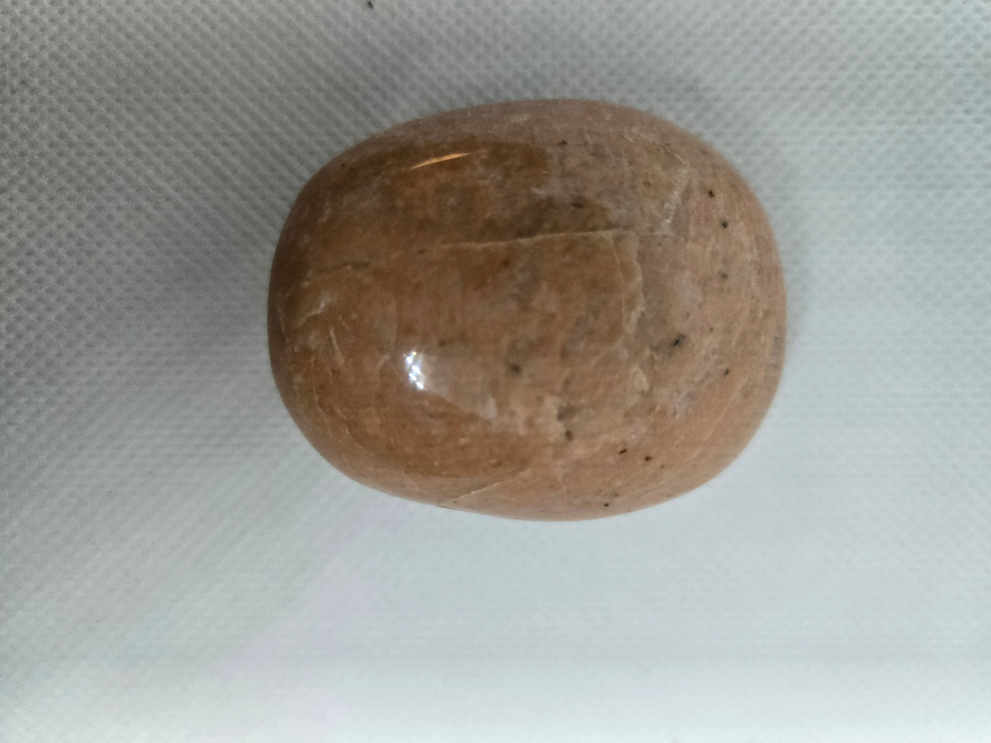 Pick Your Palm from the Garden