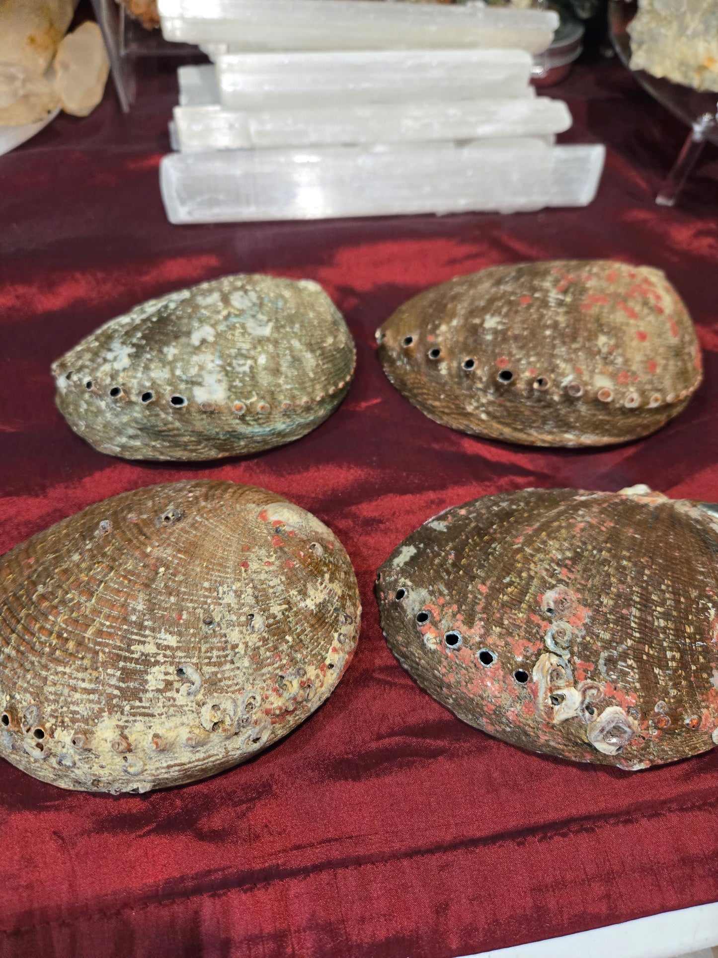 Abalone Shell Bowls