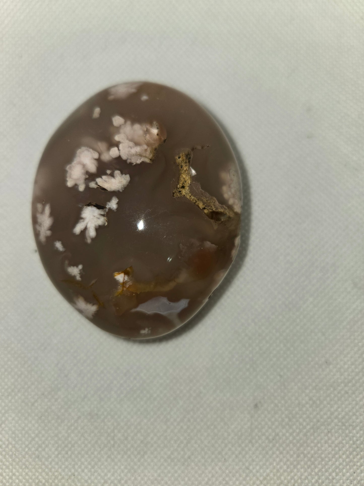 Pick Your Palm from the Garden