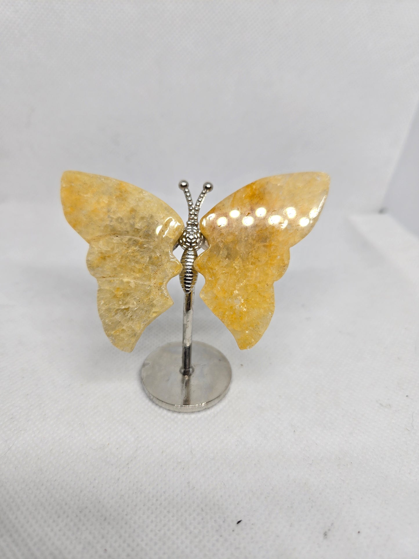 Butterflies and Dragon Fly